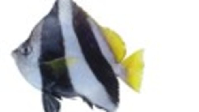 ムレハタタテダイ