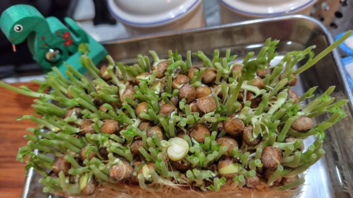 2025年のお楽しみ目標その1 お野菜、沢山いただきます♪