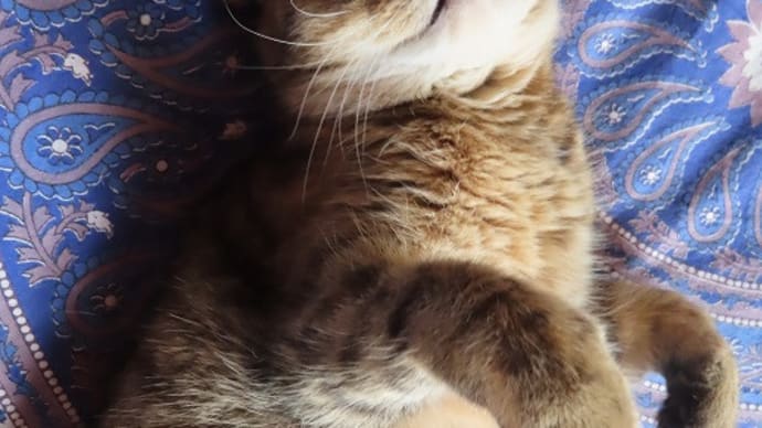 予報通りの猛暑日に福多んで涼もう❓❓