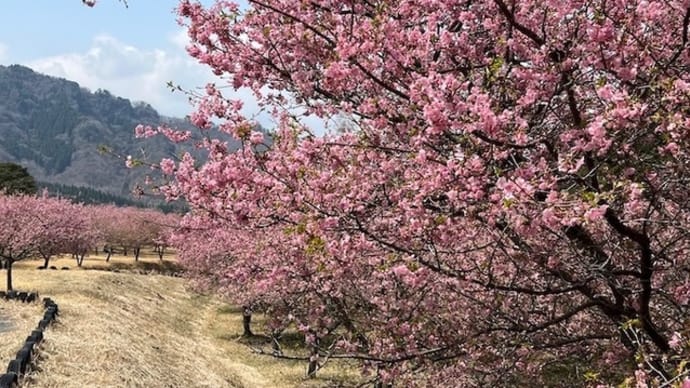 今日はYouTubeライブしますのと、クリスタルニギ来たのと庭の桜開花宣言と、色々あった一日