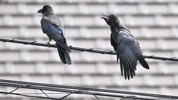 ハシブトガラスの幼鳥 親鳥が幼鳥の独り立ちを促す 落ち込む幼鳥