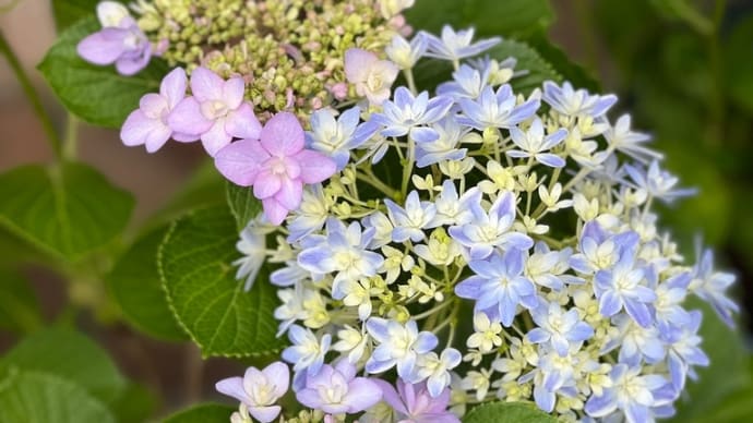 紫陽花万華鏡〜これからは紫陽花の季節〜
