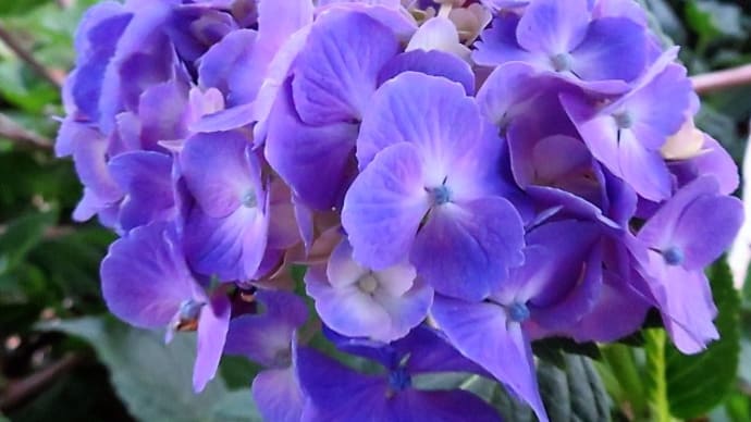 紫陽花。アナグマ。