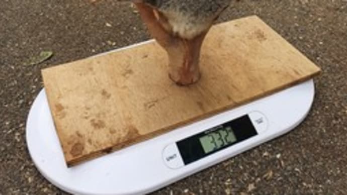 コロナで生き延びても