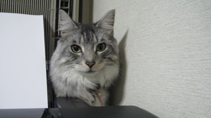 ウルタ君のマズル(口元)アップ