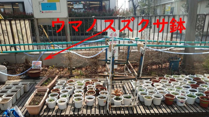 新開小学校のサクラソウの後ろにウマノスズクサを置きました