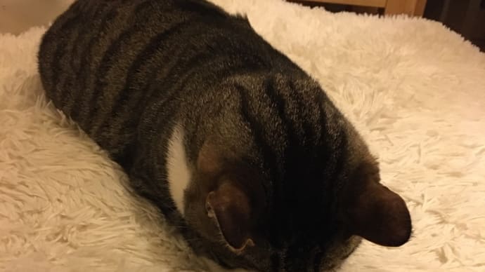 今日のニャンコ