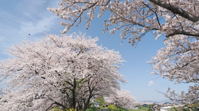 輪中堤の千本桜