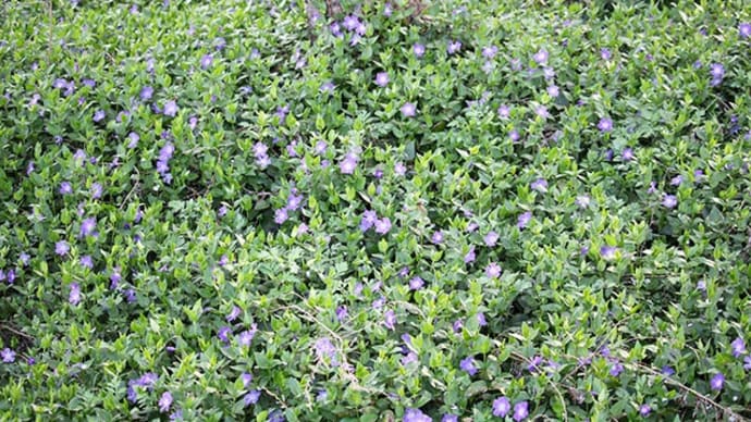 ツルニチニチソウの花