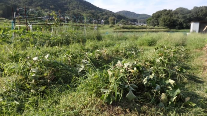 今日も草刈り~