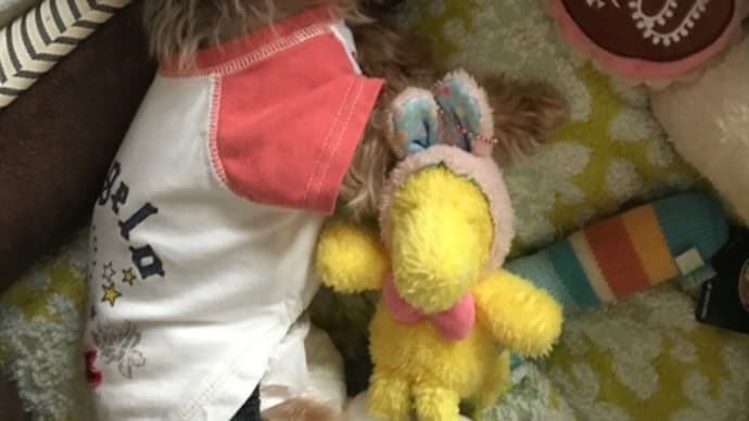 くールルちゃんシャンプー