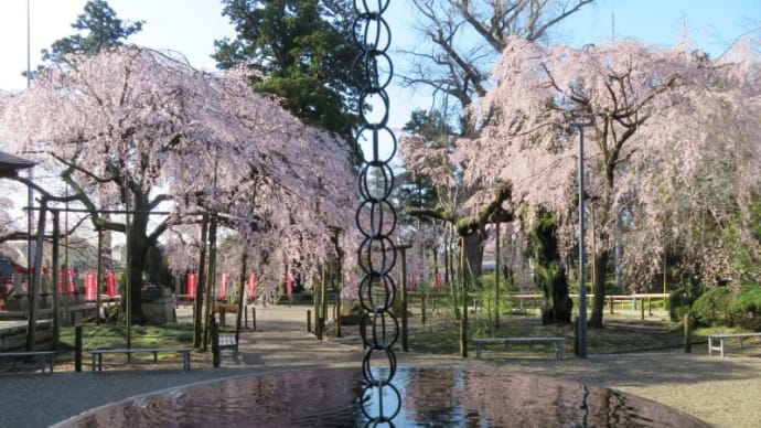 水戸六地蔵寺の枝垂れ桜が満開 2025.4.4