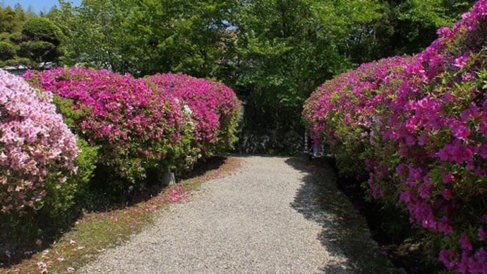 長岳寺に咲く花々