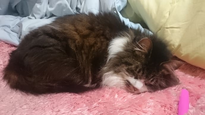 今月を振り返る '25-01