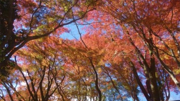 佐久山 御殿山公園の紅葉まつり 2023/11
