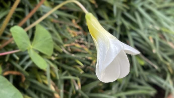 105🍁【なぜだ】🌹
