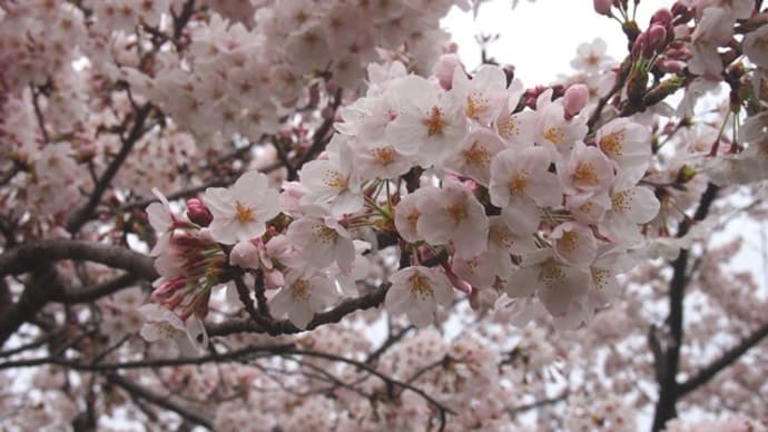 近間の桜