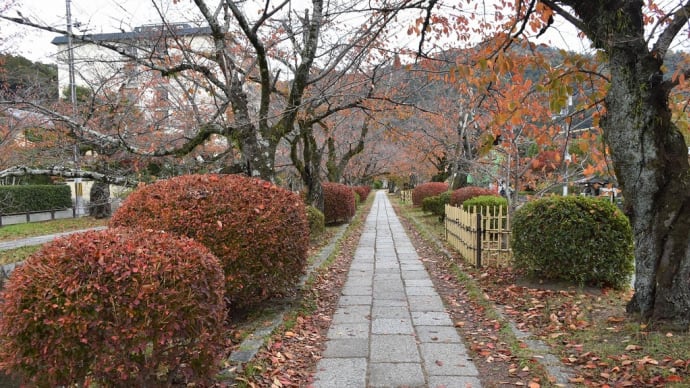 もみじ狩り　２日目ー⑦　京都市左京区　哲学の道（1）関雪桜の紅葉