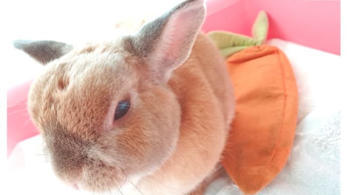 【うさぎ】毛が抜けまくる…!