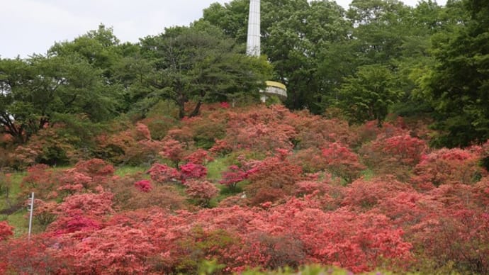 矢板市長峰公園のツツジ