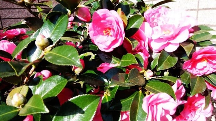 冬の花