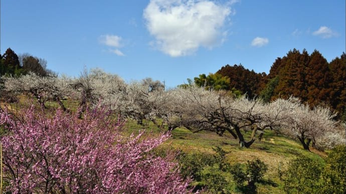 「箕郷梅林」