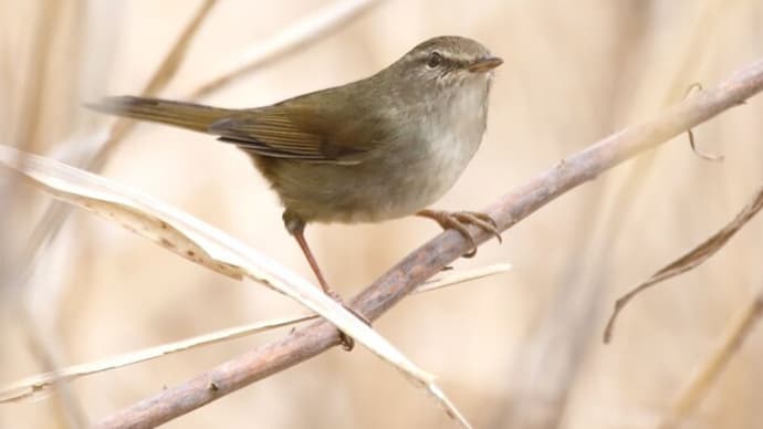 もう6月半ばなのに、朝ウグイスの鳴き声が聞こえます