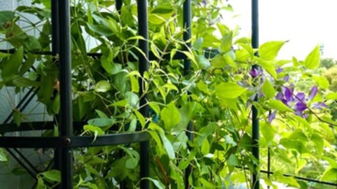 8月のバラとクレマチス②夏剪定 ✂︎🌱
