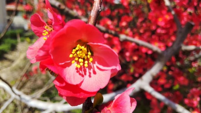 ボケ:鮮やかな真赤な花が満開