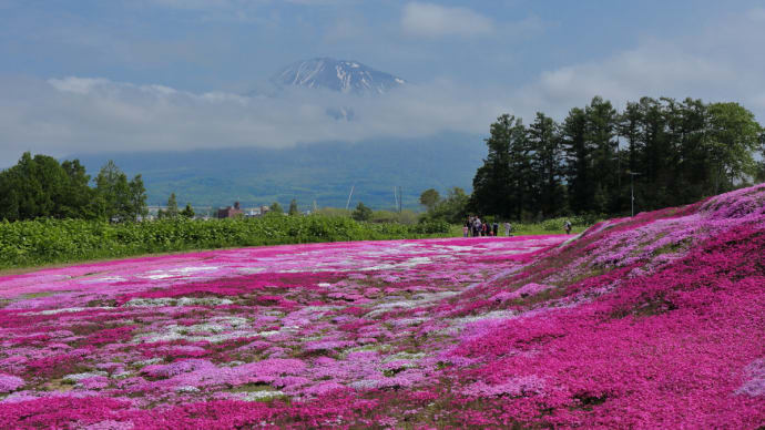 倶知安町の三島さん家の芝桜