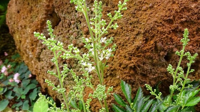 春に鉢植えで楽しんだ山野草を坪庭に移植した!