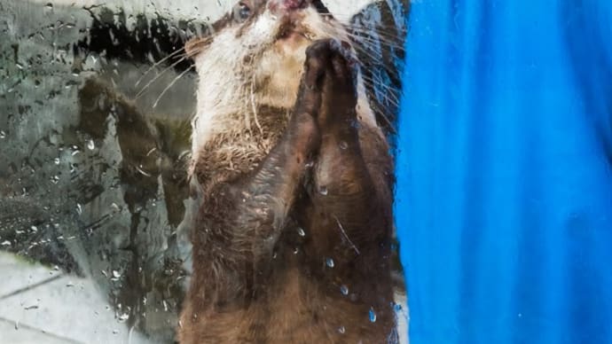 【下田海中水族館】コツメカワウソふれあいの森