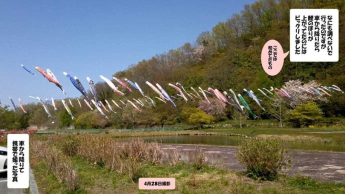 鯉のぼりと神社