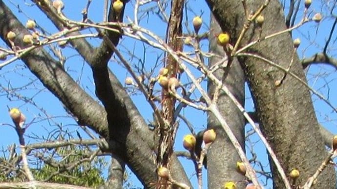 サンシュユの花芽 今日は運が良かった!