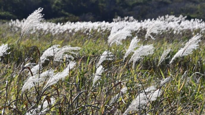 美しきススキの穂…秋分の日