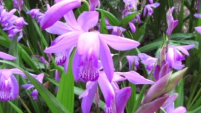 紫蘭(シラン)の花