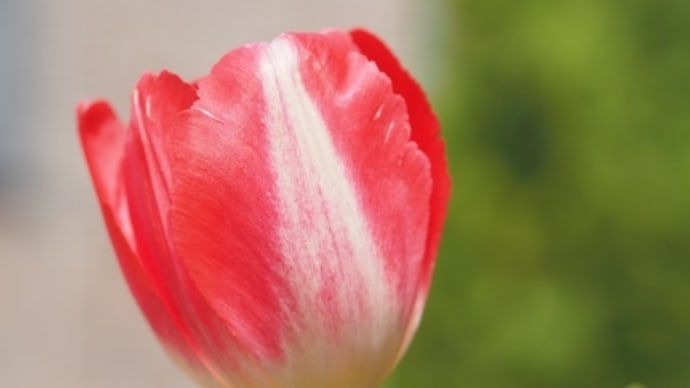 気孔は花弁にもあるのか
