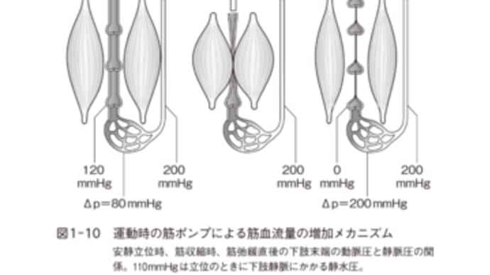 ややキツイと感じる運動のメリット(3)