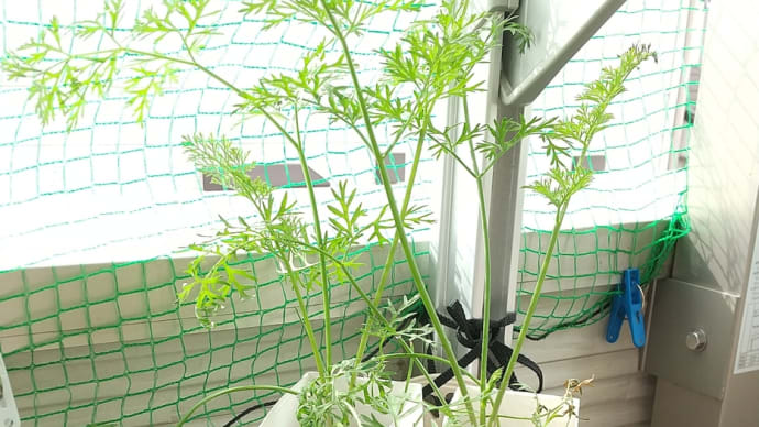 🥕🥕牛乳パック人参 《甘美人 最後の間引き》