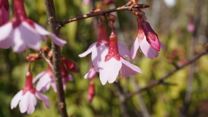 春の花:サクラ’オカメ’