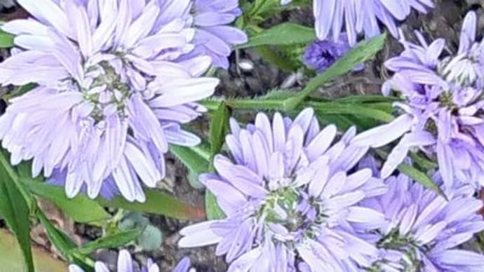 庭の花達は色々で楽しいなぁ!