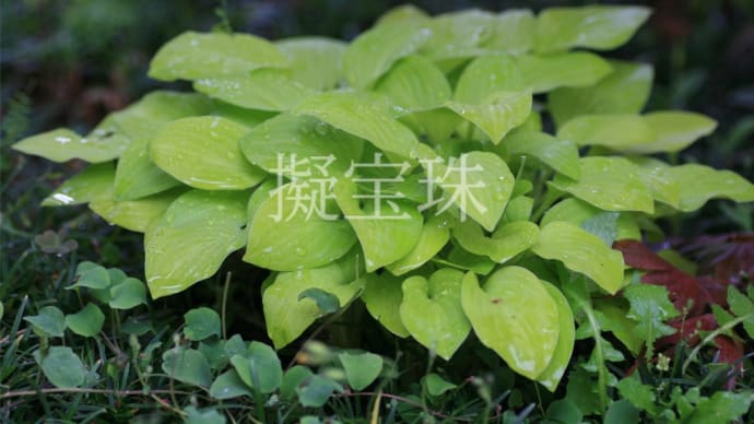 擬宝珠 2022.4.22