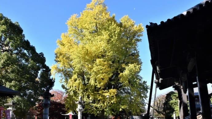 鑁阿寺 (ばんなじ) の大銀杏