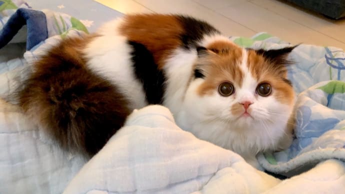 ピノちゃん生後半年+しろちゃんの犬歯