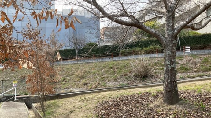 諏訪神社の清掃活動 桜の緑地の落ち葉の回収 2023年03月08日