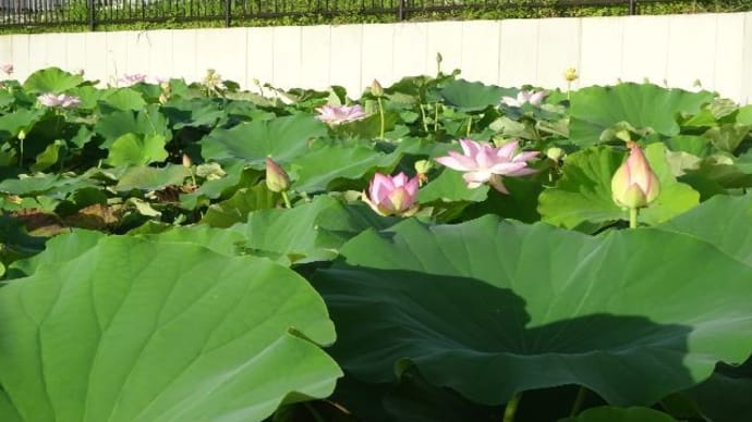 蓮・城陽 ひまわり・宇治