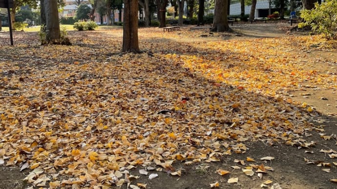 公園の絨毯
