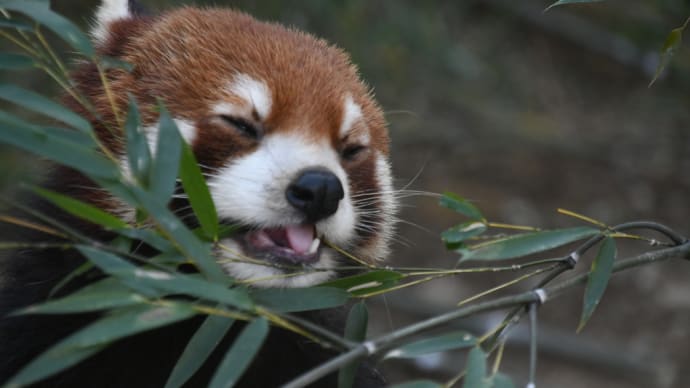 広い多摩動物公園 今日も半分も回れませんでした
