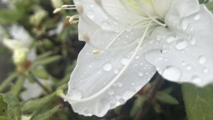 雨でも心躍るひとときを