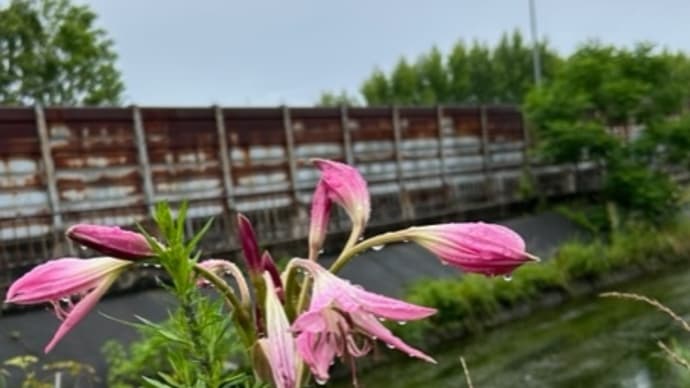 「ハマユウの花」